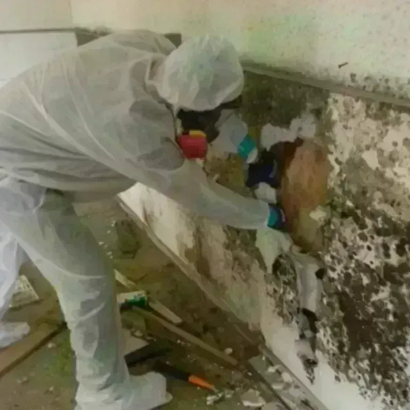 Mold Remediation and Removal in Green Valley, AZ